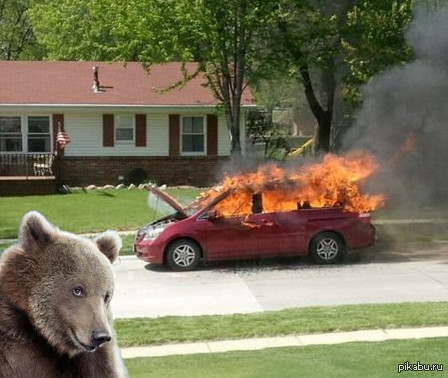 Медведь сгорел в машине