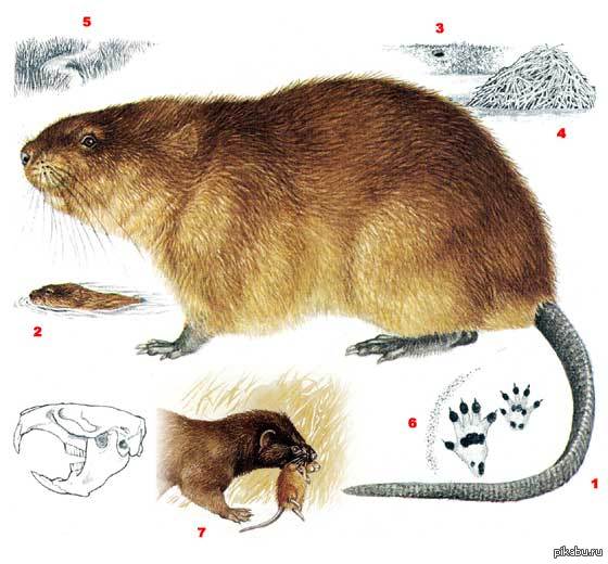 мишель ондатре. канадская ондатра. крыса ондатра мускусная ондатра. ондатра прудная. ондатра лапы.