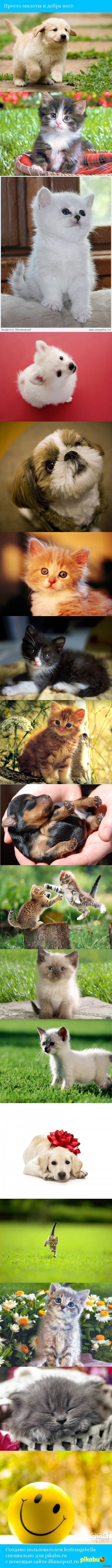 Подборка милоты.