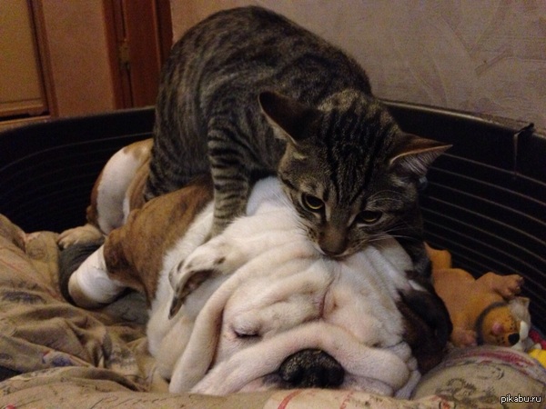 Эй просыпайся!