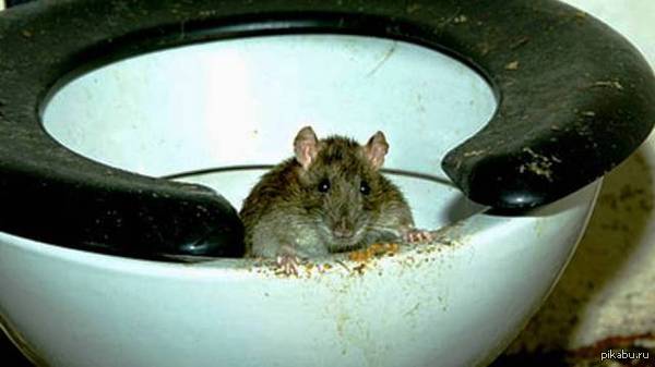 Крыса из унитаза