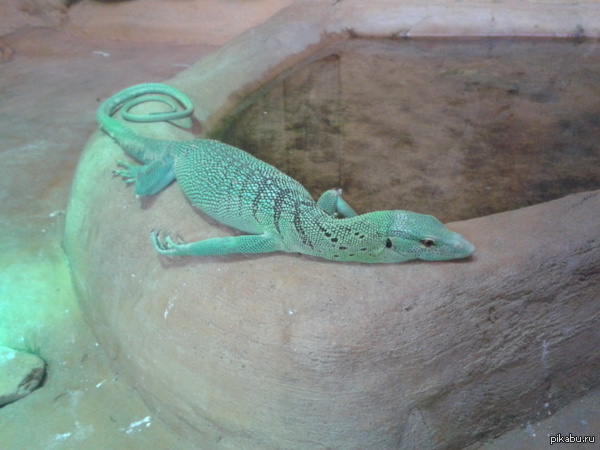 ������� ����