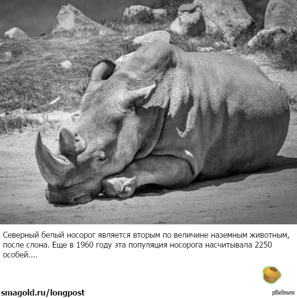 Белый носорог сколько осталось. Северный белый носорог популяция. Северный белый носорог охрана. Северный носорог вымер. Северный белый носорог Судан.