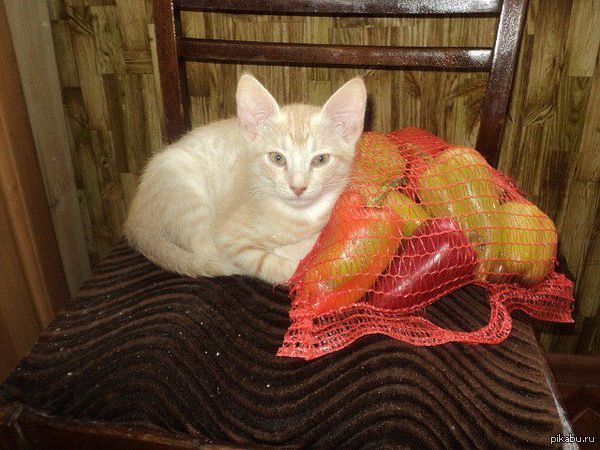 Рубль и рубль. Надоело. Вот вам мой котик