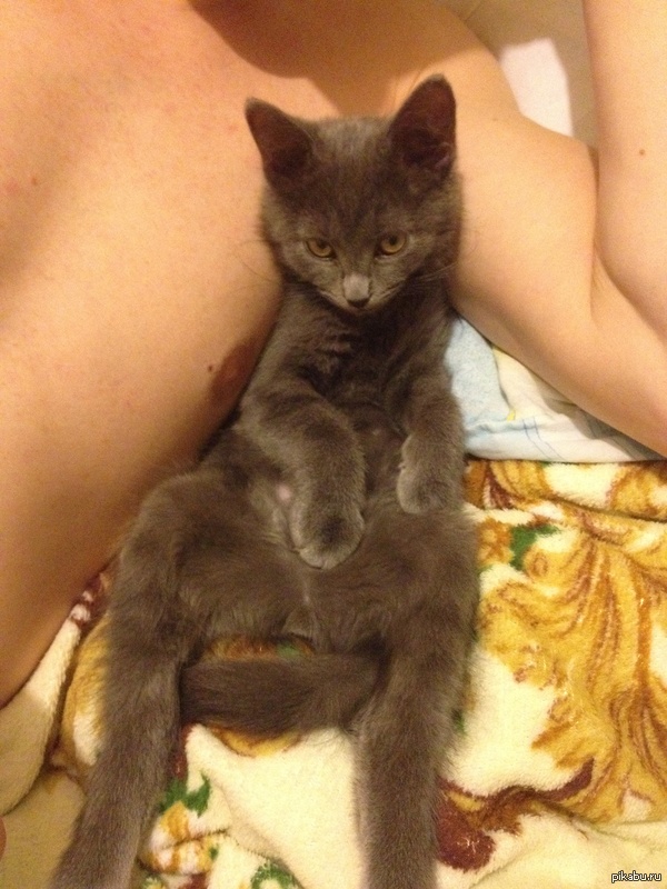 Мне кажется, мой котенок слишком серьезный перец ;)