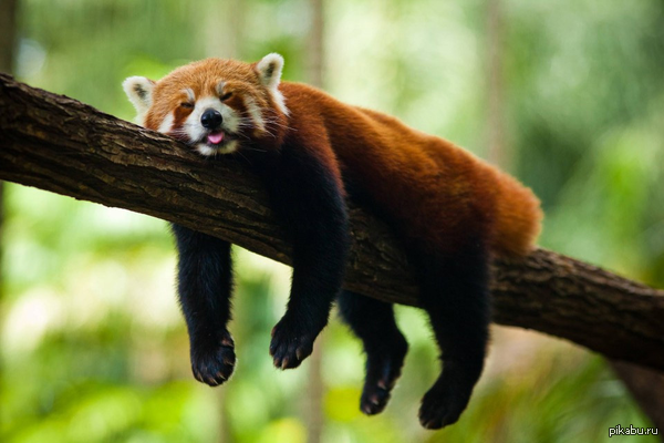   - FireFox.  ,       ;)    ,    .   .