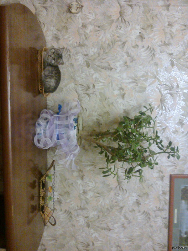 ������ ������� ��� ������ ���� �������)