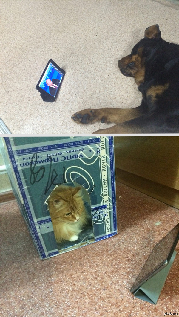 ��� �������. ��� ��� ����������