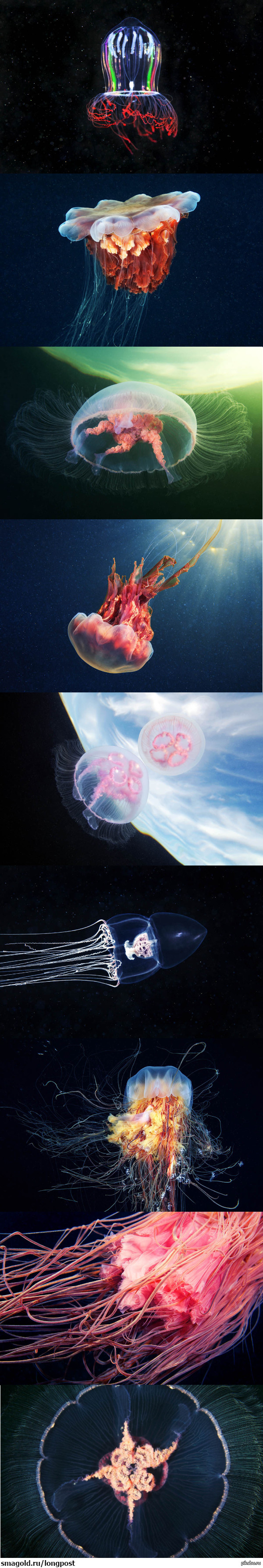 Подводный космос Ч.2