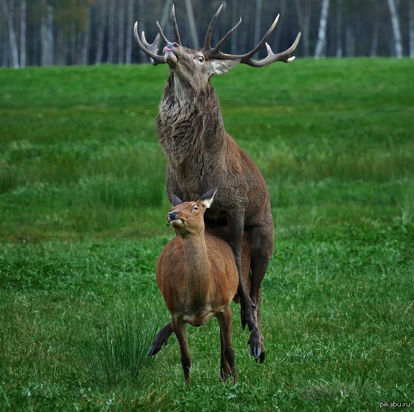 Meanwhile, somewhere in the woods... - NSFW, Deer, Forest, Reproduction, Deer