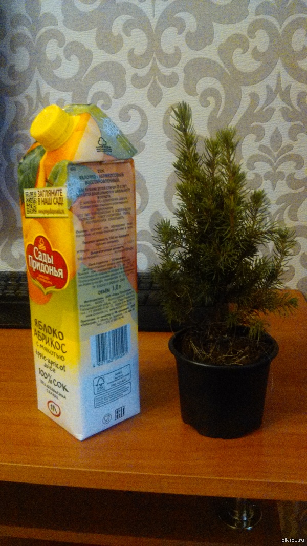 Елка новогодняя