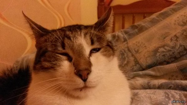 ���������� ������� ����...