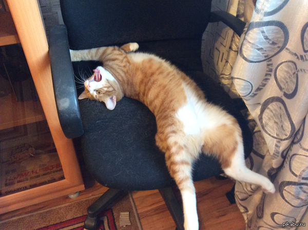 Кот сломался