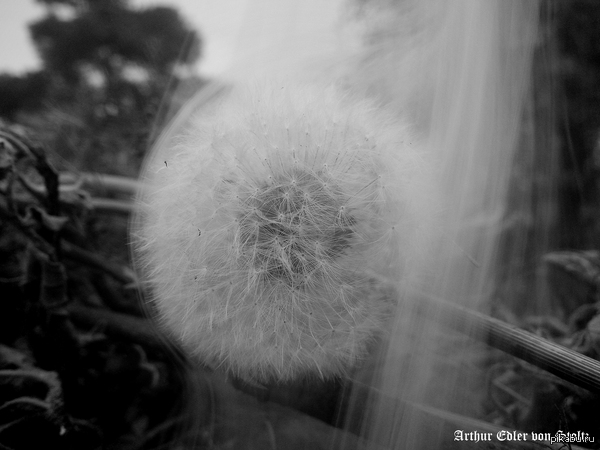 "Тлеющее лето"