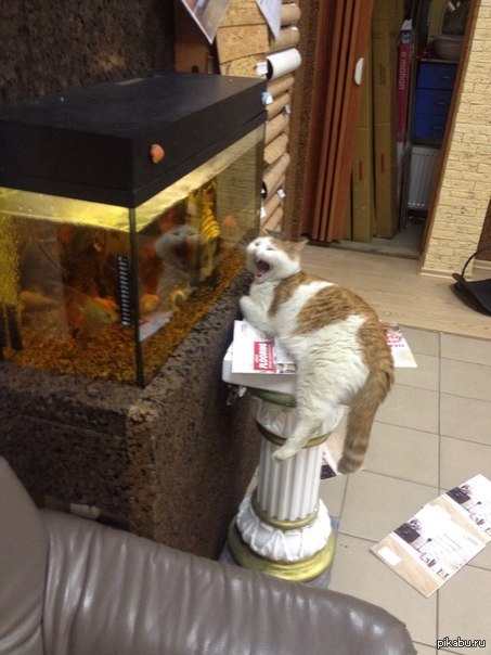 ��� ���� ����� � ���� � ��� ��������� ��������