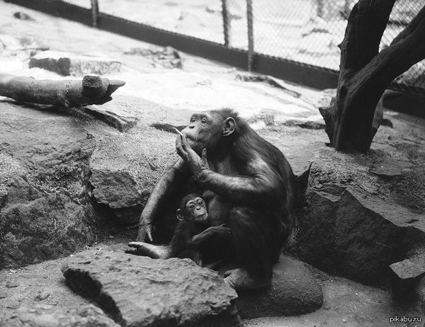 A chimpanzee named Wednesday with his son Andrew, UK, 1936 - Shipanze, Great Britain, 1936