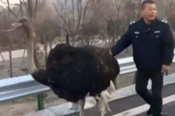 � ����� ������� "����������" �������-�������.