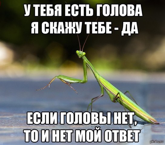 Картинки, прикольные картинки с богомолом