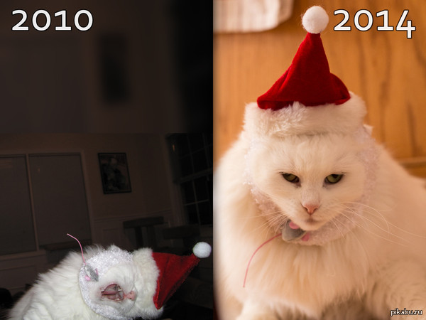 Almost unchanged :) - From the network, cat, Christmas