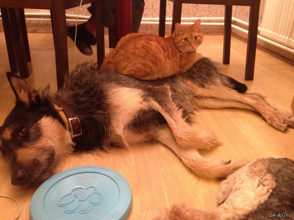 ���������, ��������, ������