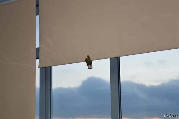 Хитрый кактус