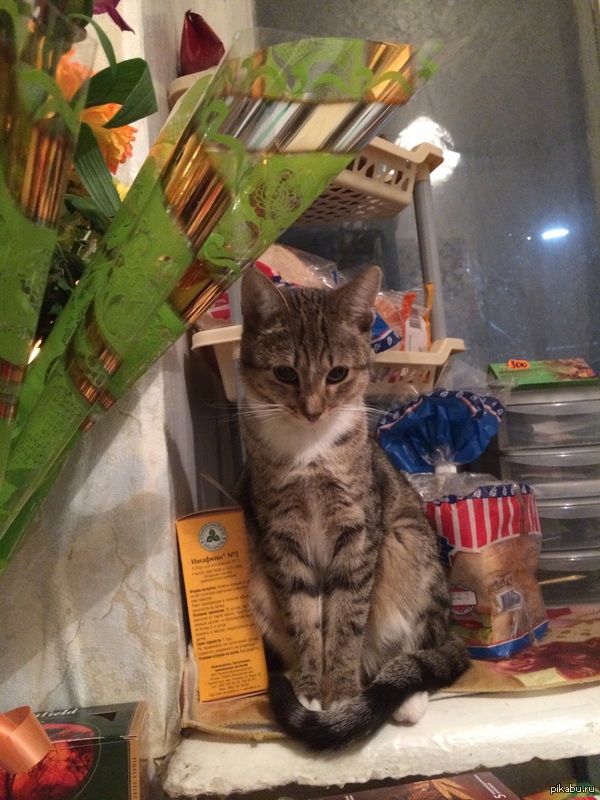 � ��� ��� �����