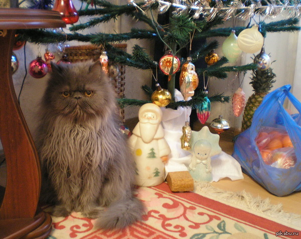 ���������� ������������ ����������