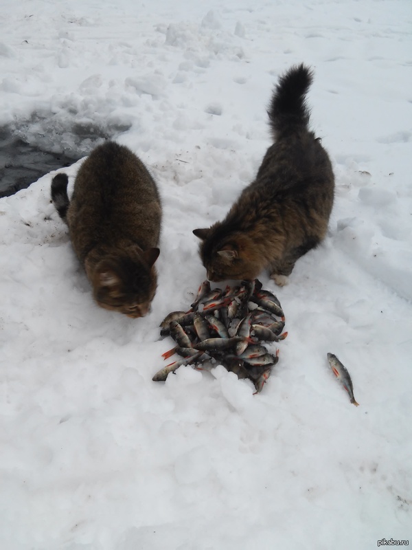 � ����������� �����  