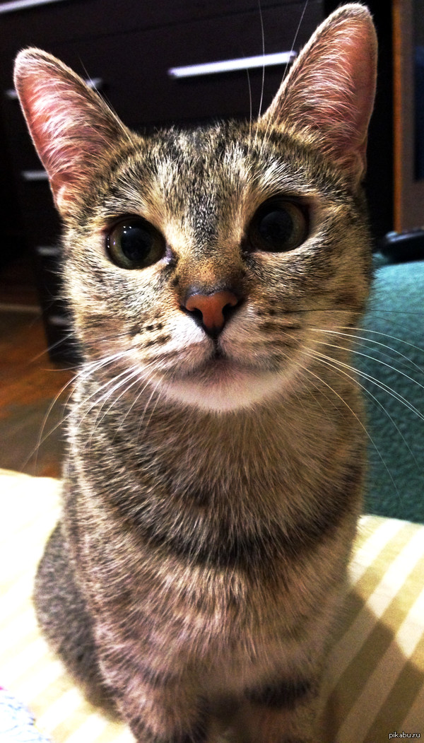 ������� �������)