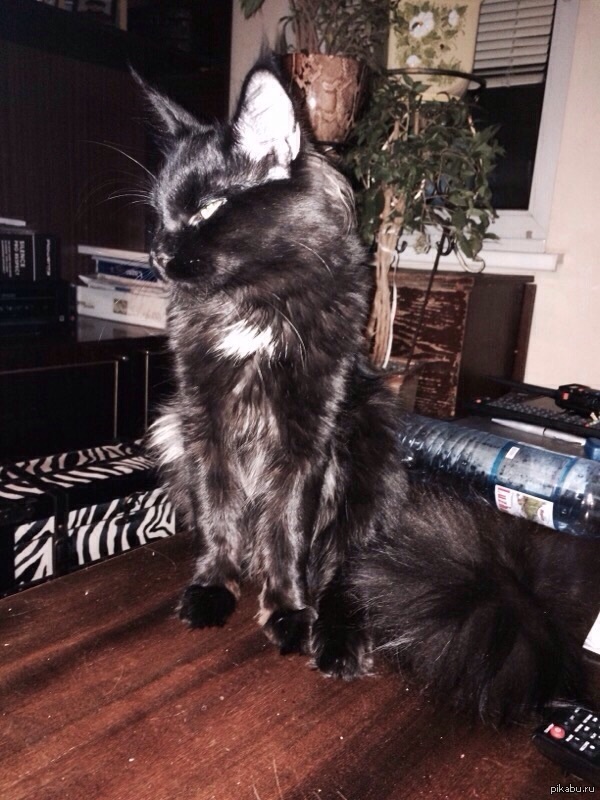 ������ �����