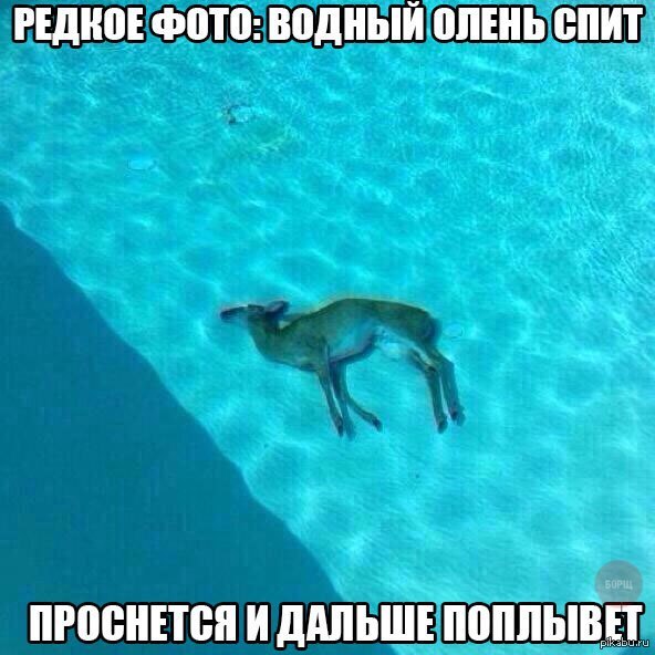 ������ ����