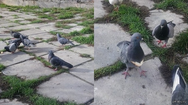 гулебяка в ожерелье