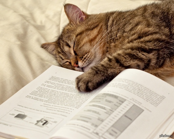 ������ ����� ��� ����. ������� ����