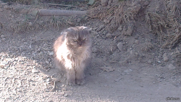      \&quot;Grumpy Cat\&quot; :) 