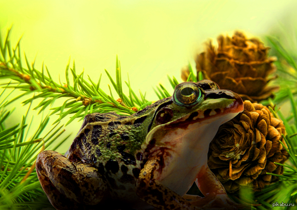 Лягуха Хвойная