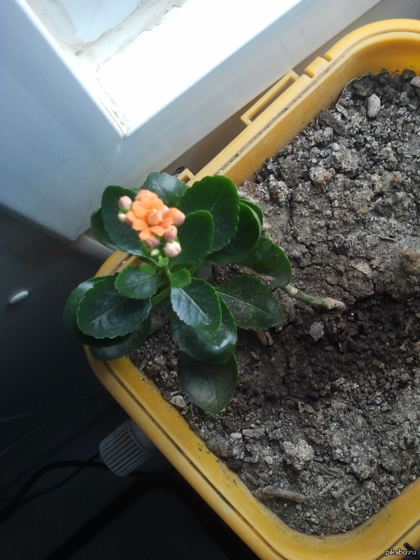 Расскрылся цветок. Поливал растение остатками чая и кефира