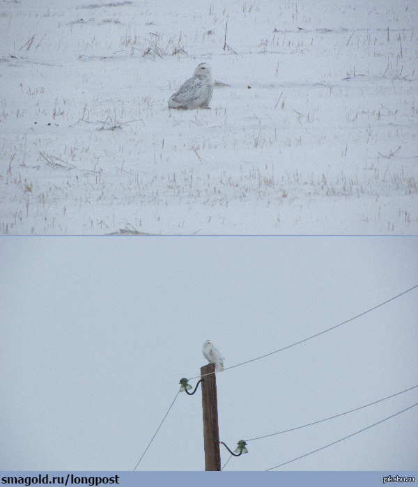 Polar owl in the Altai Territory - Altai region, Polar owl, My, Winter, Nature