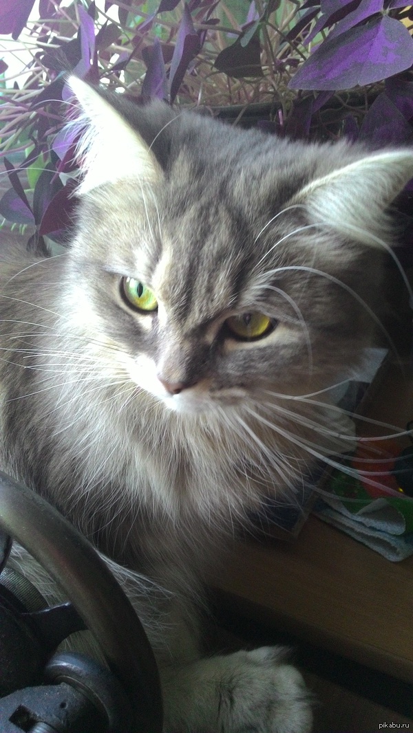 Моя красавица)))