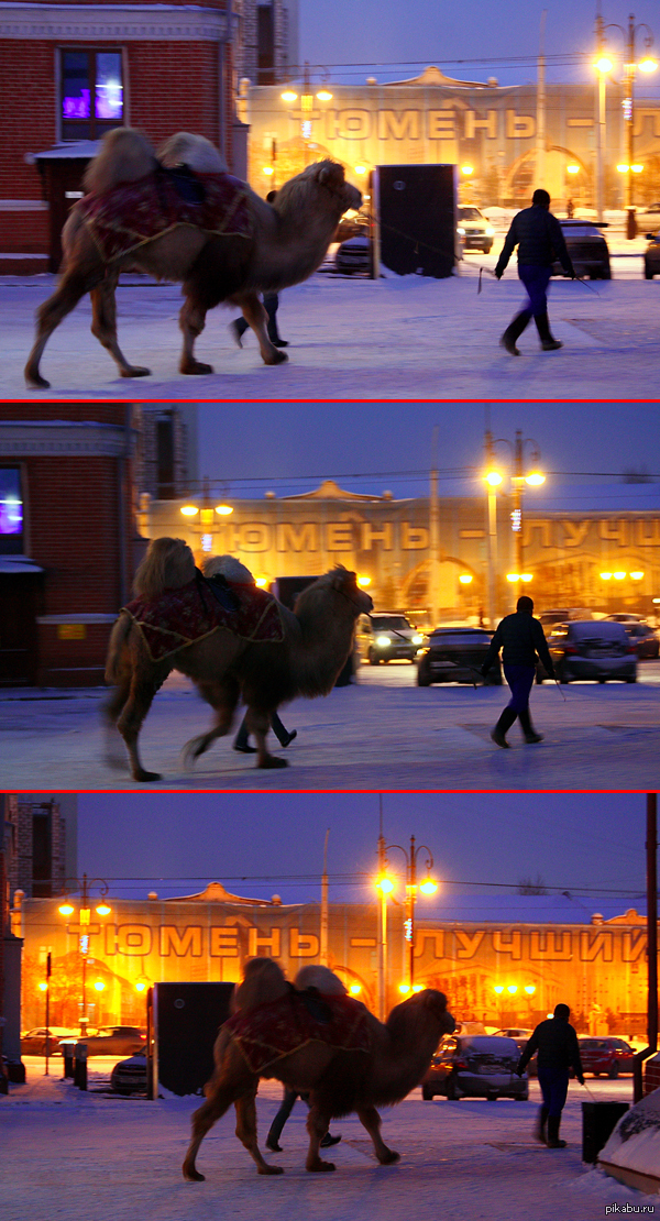 Затерянный в Сибири