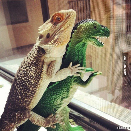 He just got a new friend - Chameleon, Dinosaurs, Toys, We are waiting for children, Let's get rich, Bearded dragon