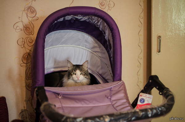 ������ ������� ��� �������.