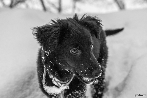 Собака-фотогеняка