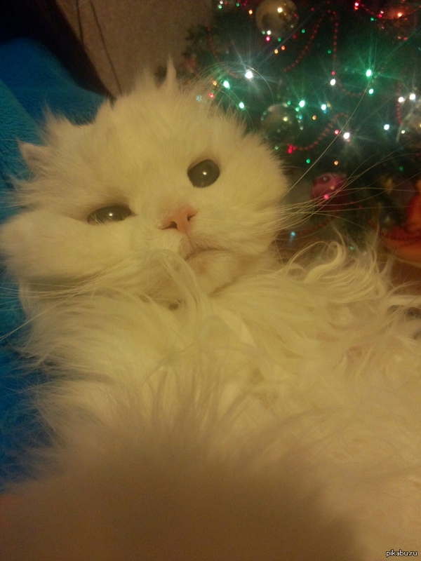 cat selfie) - cat, Selfie, Kotoselfi, Persian cat