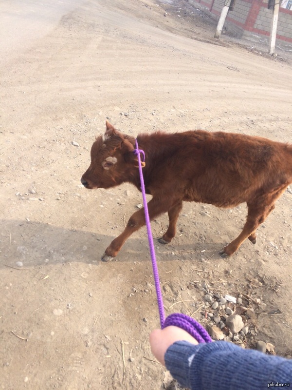 ������ �� ���� kazakh edition