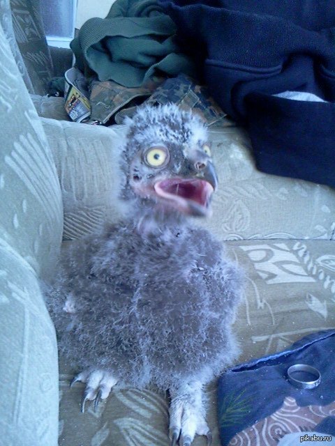 Белый и пушистый - начало. Правда совы милые?