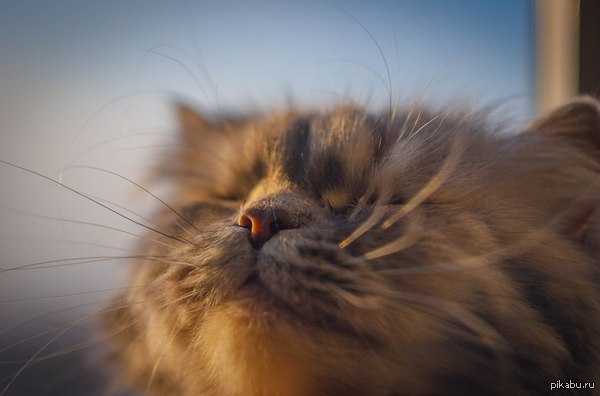 Котэ доволен