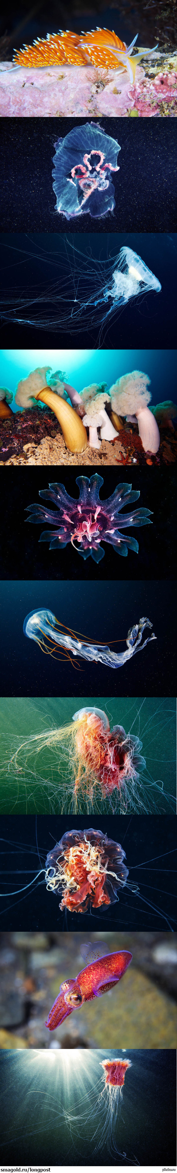 Подводный космос Ч.3