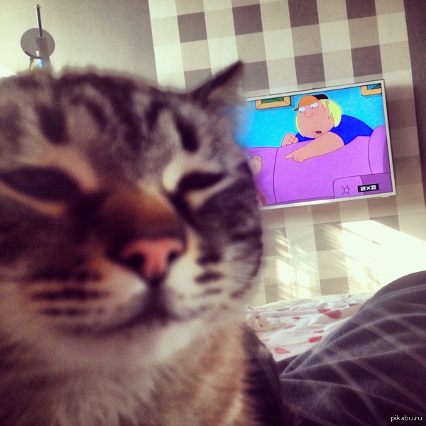 Кот на новый год :)