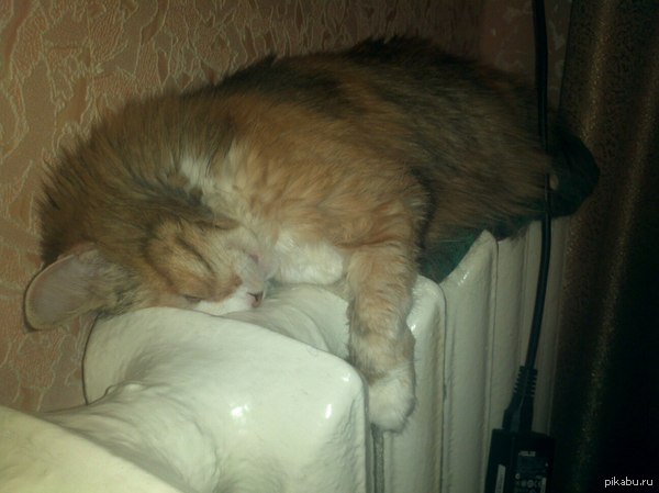 ����, ������