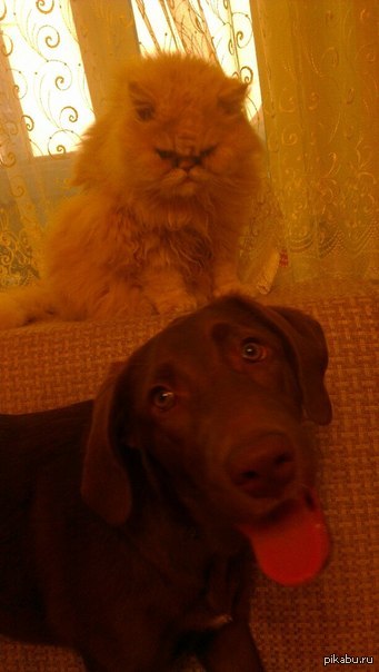 Мой кот немного недолюбливает собаку